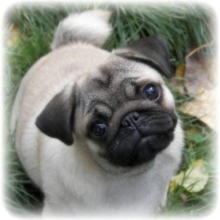 pug breeders bc caillet pugs pug breeder in chilliwack columbia pug breeders bc caillet pugs pug breeder in chilliwack columbia