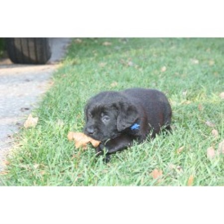 Labrador Retriever Breeder 14663