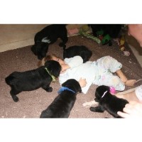 Hampton Labradors Labrador Retriever breeder