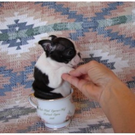 Precious Paws 4 You, Boston Terrier Breeder in Groveton, Texas