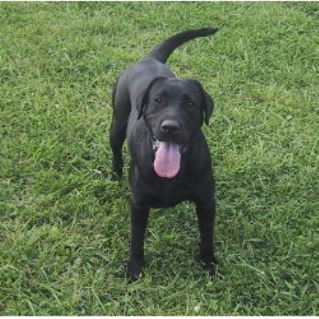 Dixie Land Labs, Labrador Retriever Breeder in Hiwassee ...