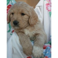Gottaloveadoodle Goldendoodle breeder