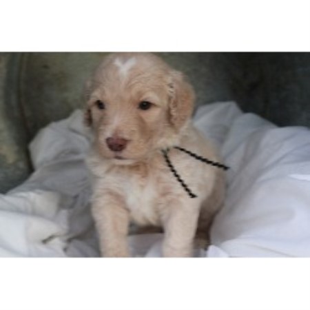 Goldendoodle Breeder 14754