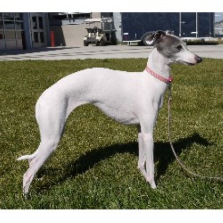 Italian Greyhound Breeder 14767