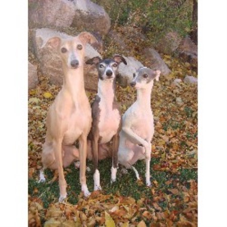 Dolce Italian Greyhounds