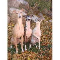Italian Greyhound thumbnail