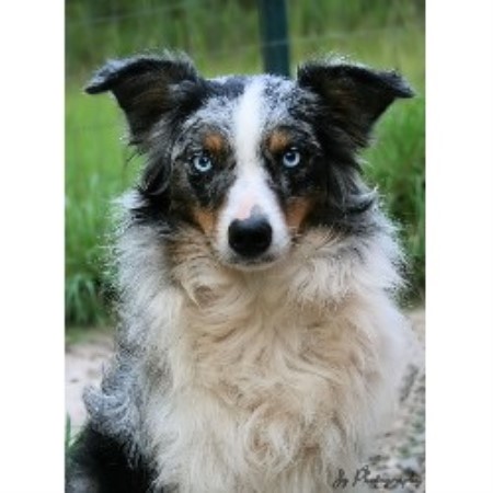 Pupspaintball, Miniature Australian Shepherd in Hortense,