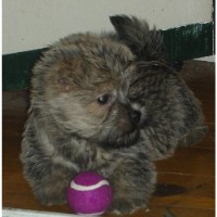 Cedar Creeks Cairn Terriers Cairn Terrier breeder