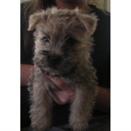 Cairn Terrier Breeder 14870