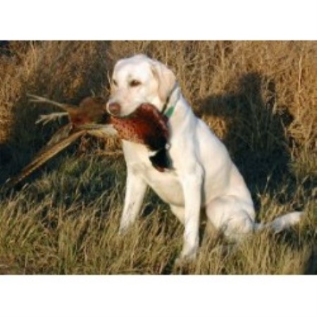 Labrador Retriever Breeder 14899