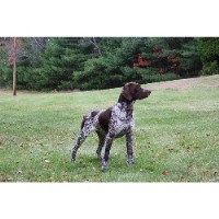 Rhineland Acres German Shorthaired Pointer breeder