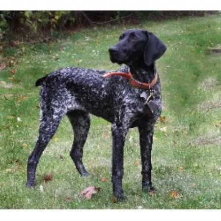 black and white german shorthaired pointer for sale