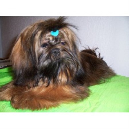 free puppies in lafayette la kajun bayou kennel shih tzu breeder in lafayette louisiana free puppies in lafayette la kajun bayou kennel shih tzu breeder in lafayette louisiana