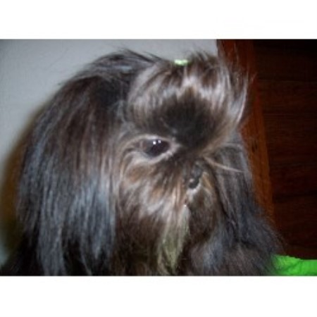 shih tzu puppies for sale in louisiana kajun bayou kennel shih tzu breeder in lafayette louisiana shih tzu puppies for sale in louisiana kajun bayou kennel shih tzu breeder in lafayette louisiana