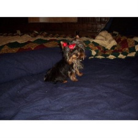 yorkie puppies for sale in lafayette la kajun bayou kennels terrier breeder in lafayette louisiana yorkie puppies for sale in lafayette la kajun bayou kennels terrier breeder in lafayette louisiana