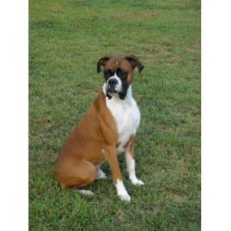 Boxer Puppies For Sale Near Me Change Comin
