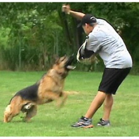 Protection Training For Dogs In Louisiana Protection Training For Dogs In Louisiana