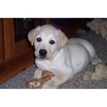 labrador breeders in michigan labrador breeders in michigan