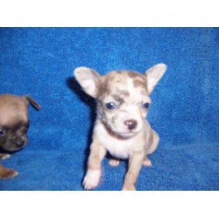 miniature chihuahua breeders