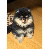 Pomloves  Pomeranian breeder