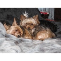 Bonnie - Yorkshire Terrier Breeder Yorkshire Terrier breeder
