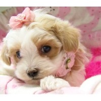 Spanish Water Dog Rescue Florida Spanish Water Dog Rescue Florida