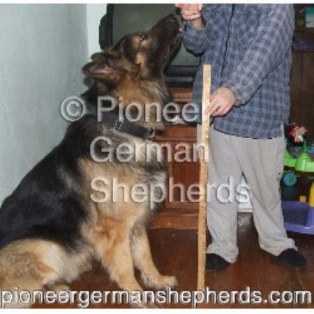 Giant German Shepherds