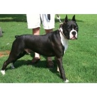 Cedar Creek Boxers Boxer breeder