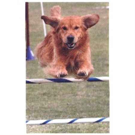 Sunshine Goldens, Golden Retriever Breeder in Dexter, Oregon
