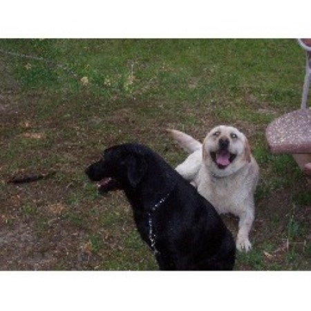 Crooked Pine Kennels Labrador Retriever Breeder In New