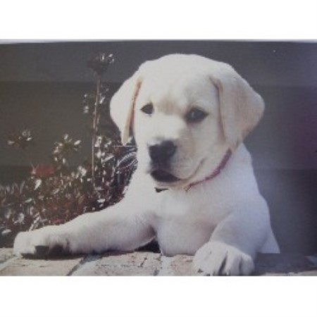 Dog Kennels For Sale In South Jersey Dog Kennels For Sale In South Jersey