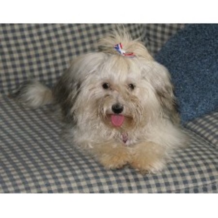 havanese pennsylvania avonlea havanese havanese breeder in landenberg pennsylvania havanese pennsylvania avonlea havanese havanese breeder in landenberg pennsylvania