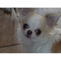 Bj's Chihuahuas Chihuahua breeder