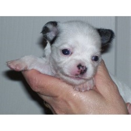 Chihuahua Breeder 15236