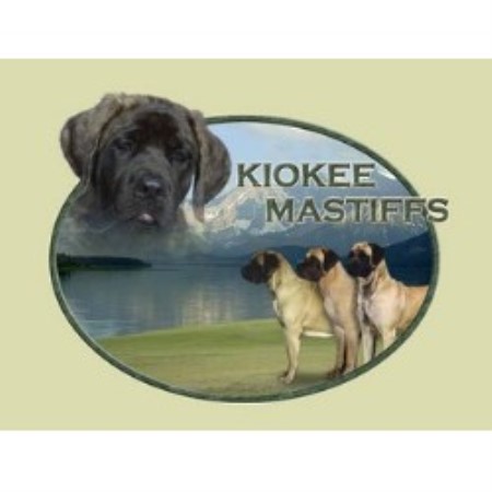 free puppies in hickory nc kiokee mastiffs mastiff breeder in hickory carolina free puppies in hickory nc kiokee mastiffs mastiff breeder in hickory carolina