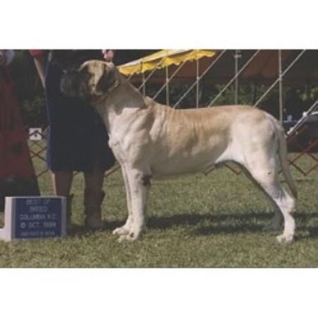 Kiokee Mastiffs Mastiff Breeder In Hickory North Carolina