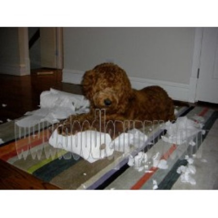 sunshine acres doodles