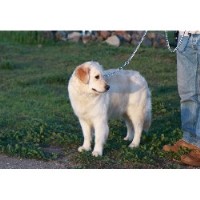 greater wisconsin golden retriever rescue golden retriever breeders in california freedoglistings page 1 greater wisconsin golden retriever rescue golden retriever breeders in california freedoglistings page 1