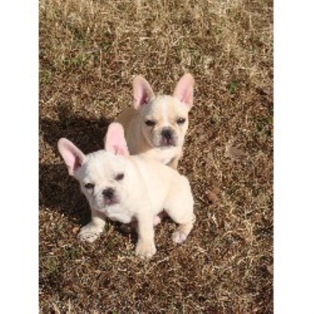 breeder bulldog texas french jennifer