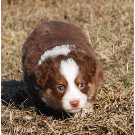 australian shepherd puppies tennessee parsonsplacestable miniature australian shepherd breeder australian shepherd puppies tennessee parsonsplacestable miniature australian shepherd breeder