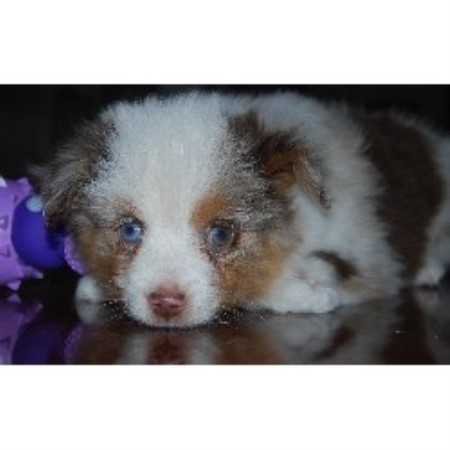 australian shepherd puppies mn alabama al teacup and mini chihuahua breeders and upcomingcarshq australian shepherd puppies mn alabama al teacup and mini chihuahua breeders and upcomingcarshq