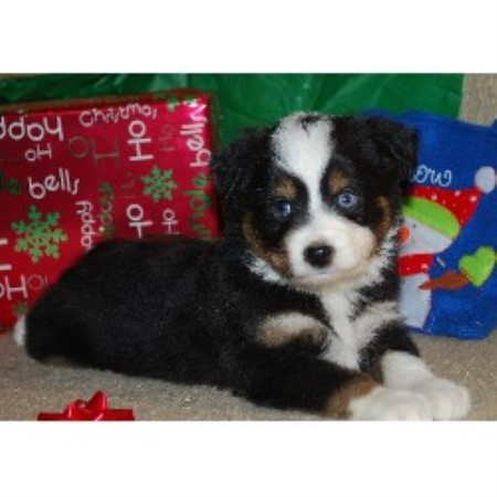 australian shepherd puppies tennessee parsonsplacestable miniature australian shepherd breeder australian shepherd puppies tennessee parsonsplacestable miniature australian shepherd breeder