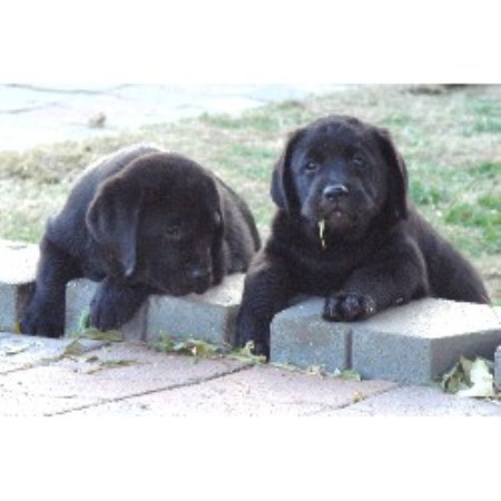 Labrador Retriever Breeder 15562