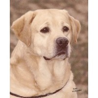 Cherry Oaks Labradors Labrador Retriever breeder