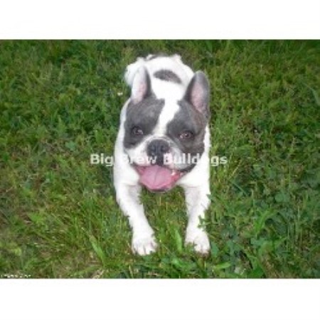 free puppies nashville tn big brew bulldogs bulldog breeder in nashville tennessee free puppies nashville tn big brew bulldogs bulldog breeder in nashville tennessee