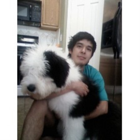 old english sheepdog for sale