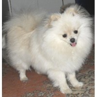 Pup-P-Love Pomeranian breeder