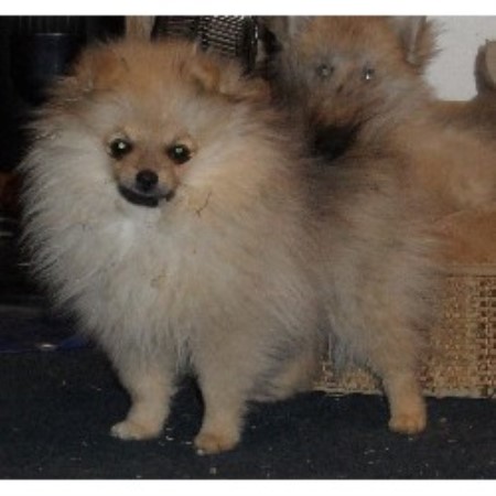 Pomeranian Breeder 15582