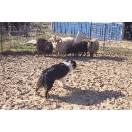 Border Collie Breeder 15609