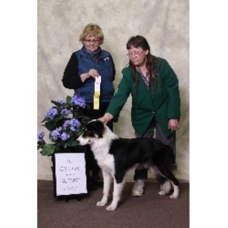 Old Oaks Border Collies